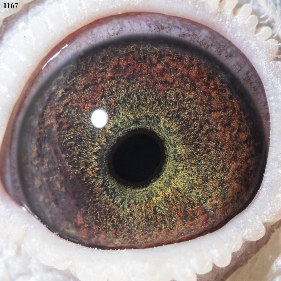 Preview Image 3