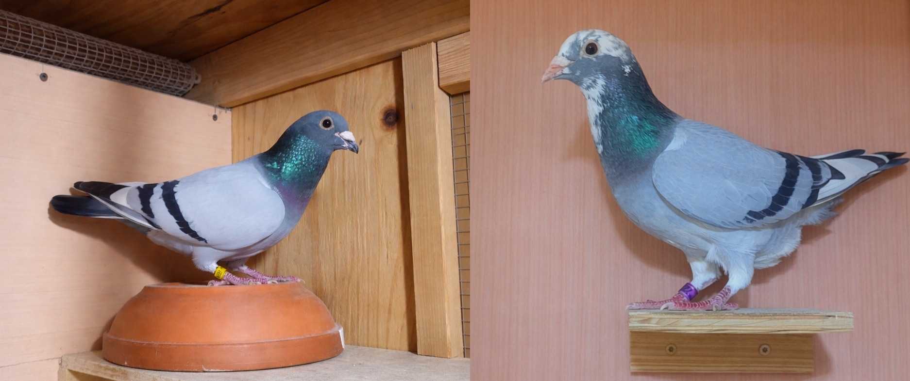 Proven Performance Pair – 2022 Splash Hen & 2024 Blue Bar WF Cock