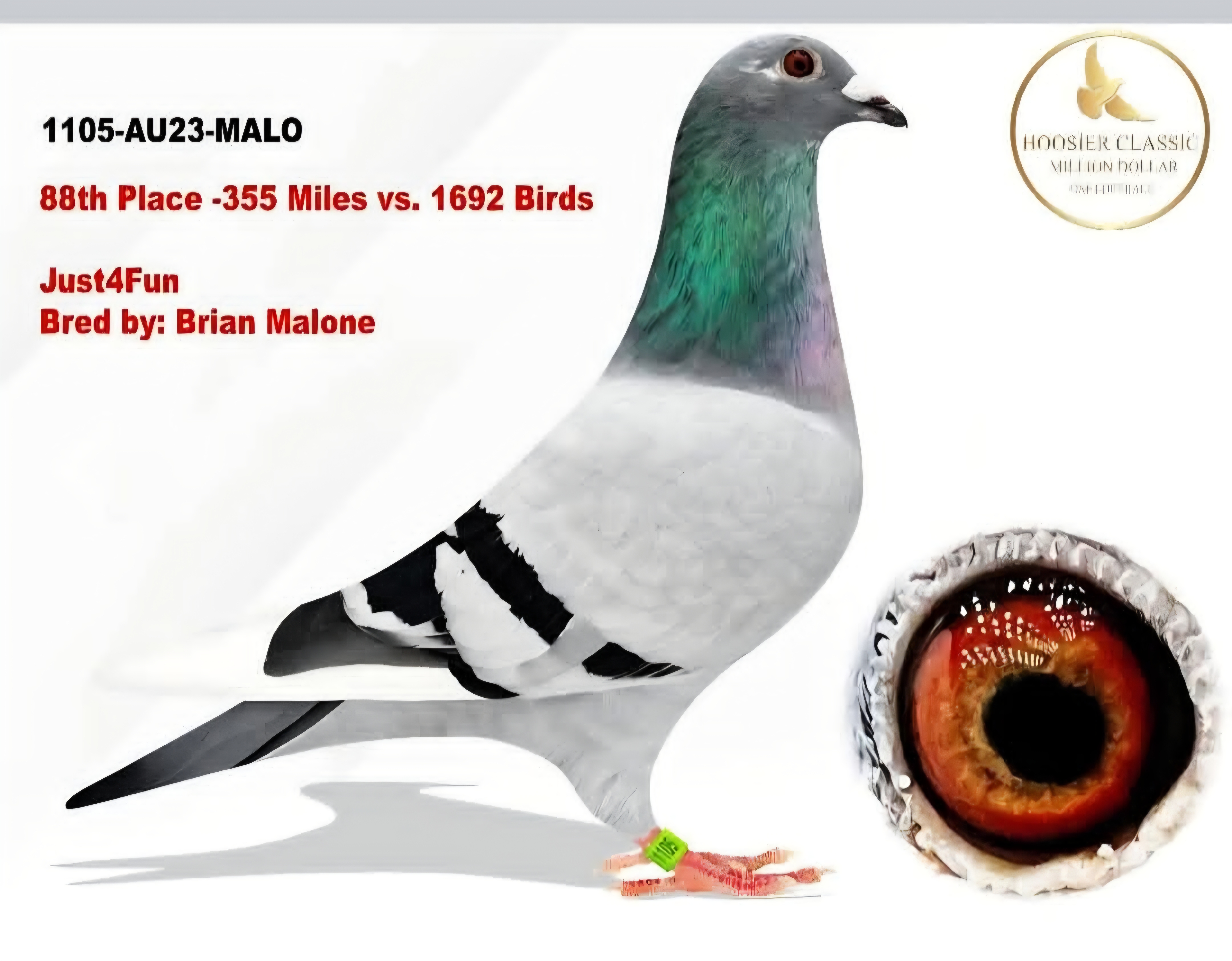 iPigeon.com - Racing Pigeon Auction