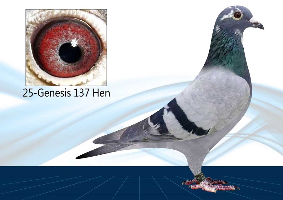 25-137(Hen) Inbred WOLVERINE