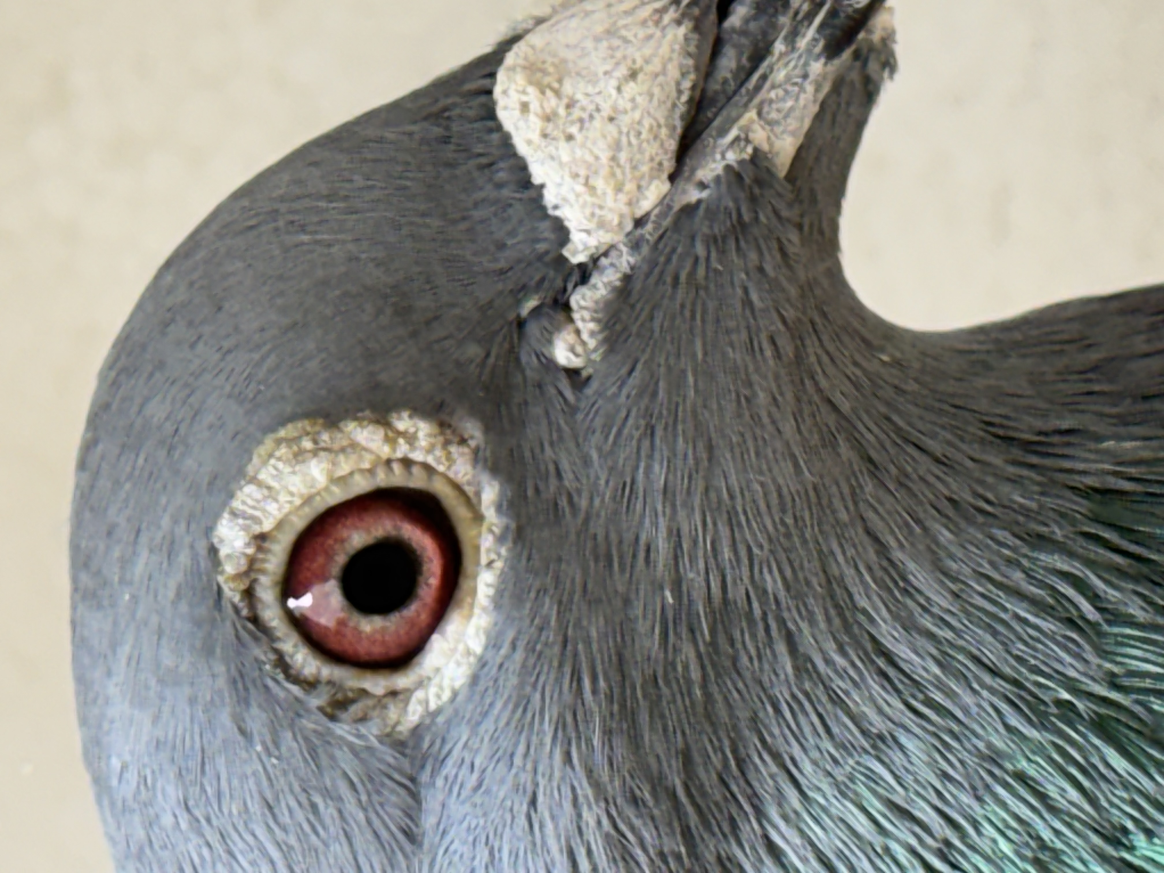 Preview Image 5