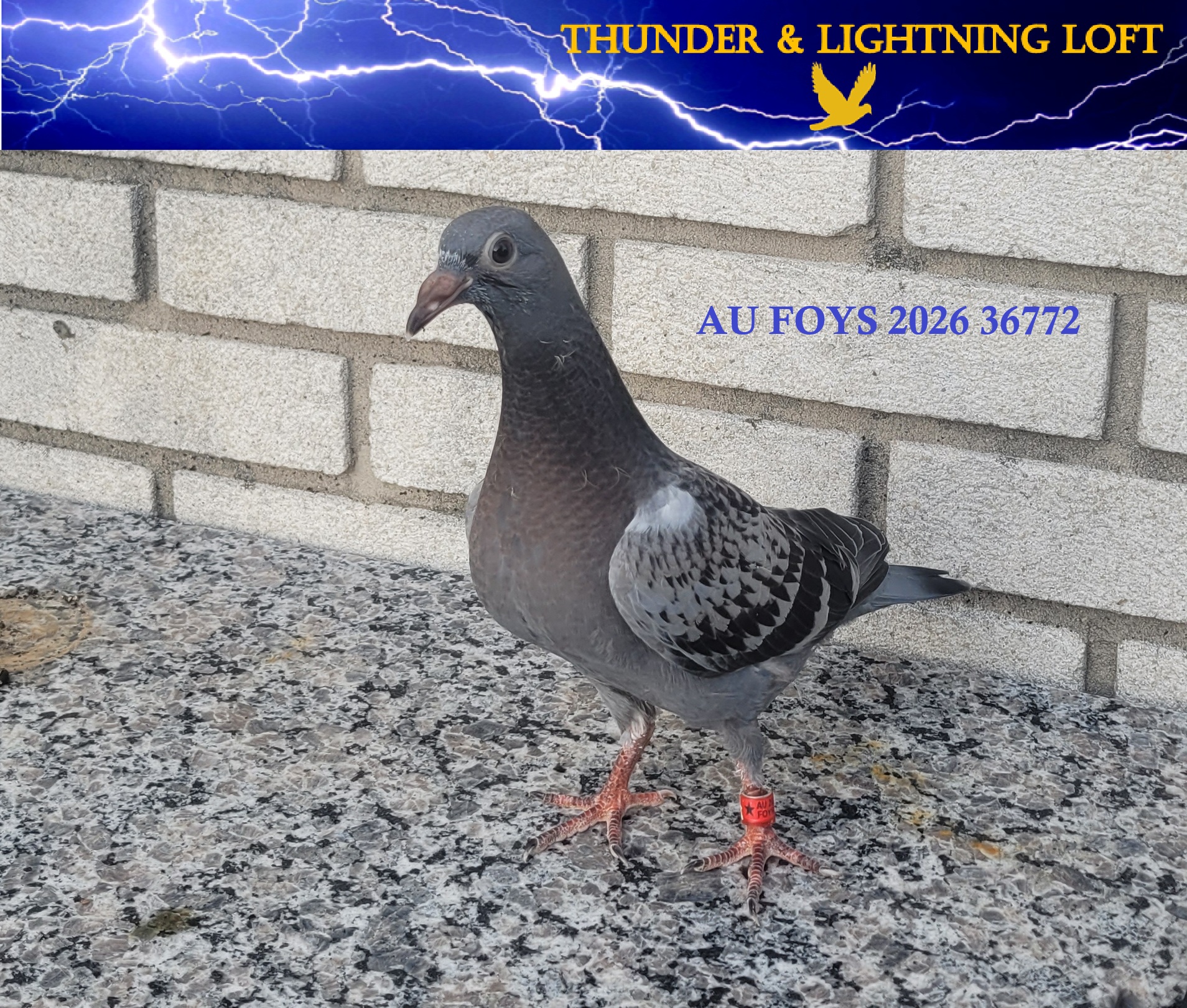 Thunder and Lightning Loft - AU FOYS 2026 36772