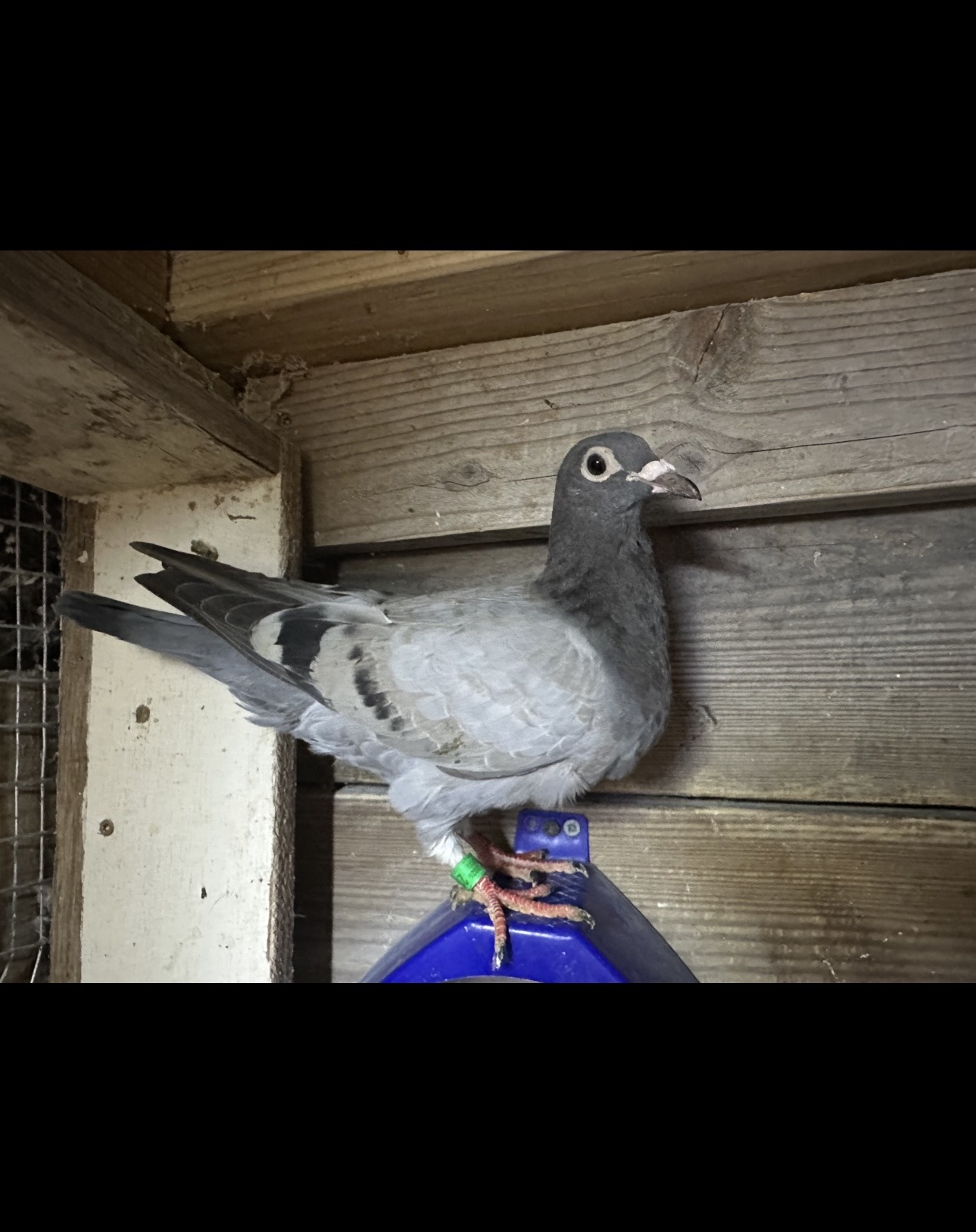 Preview Image 2
