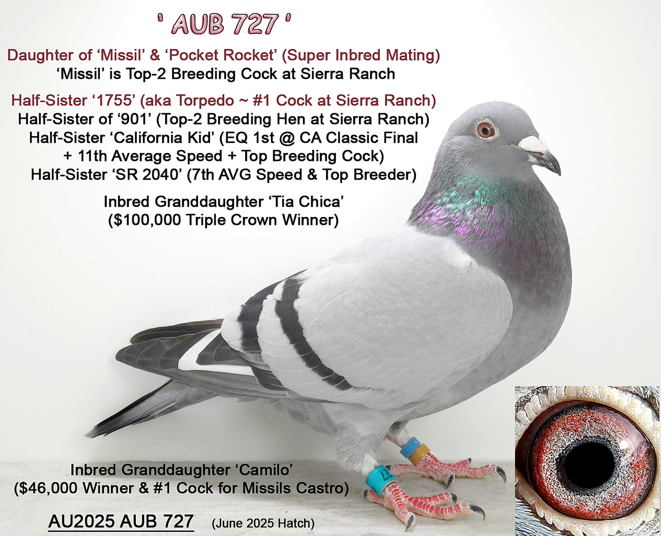 AU2025 AUB 727 Blue Bar WF Hen - Daughter Missil