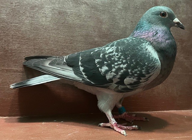 FOUNDATION HEN OFF IMPORTS