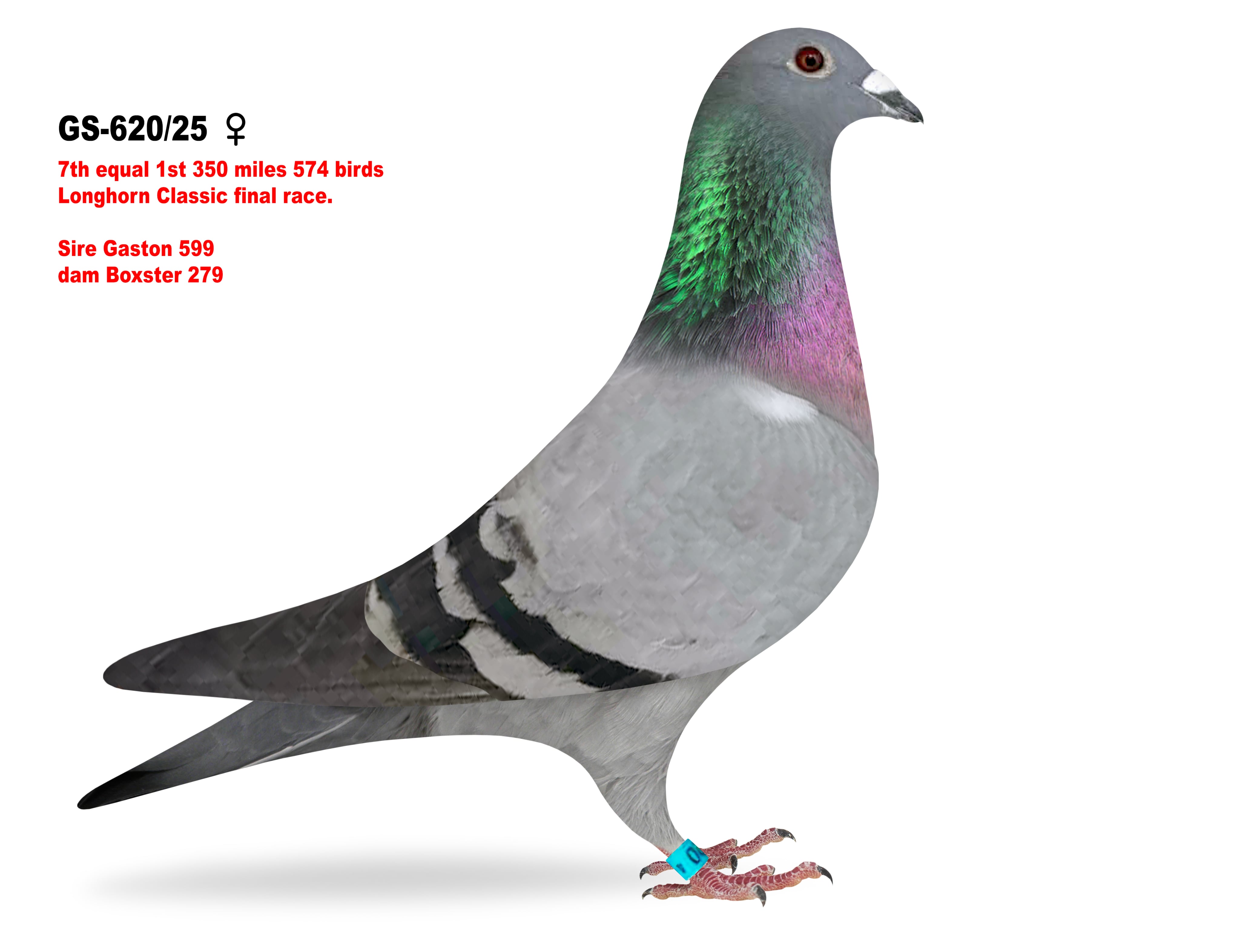 GS-620/25 Eq. 1st 350 miles Longhorn Classic