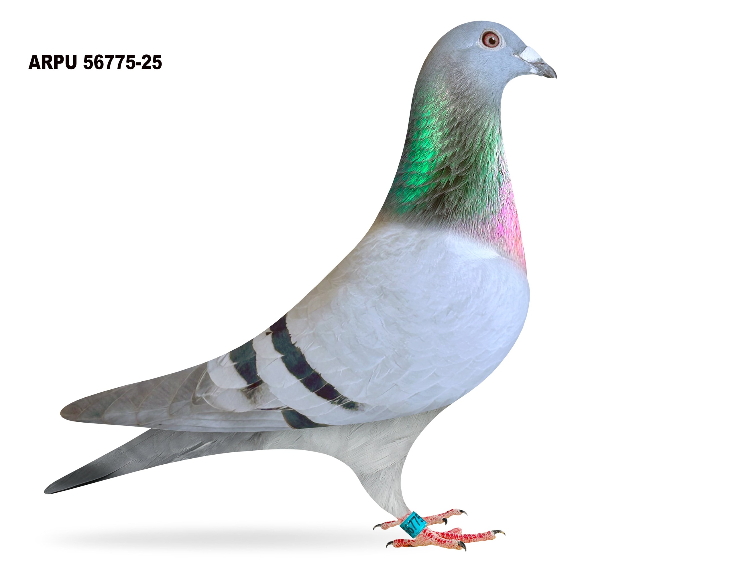 ARPU 56775-25 BB HEN
