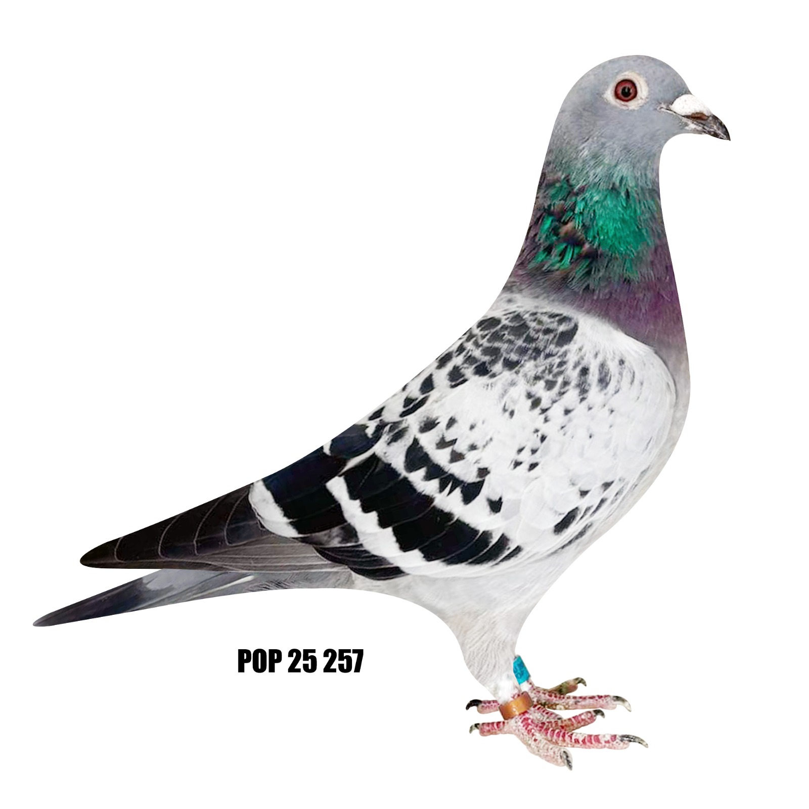 POP 25, 257 BCH super hen!