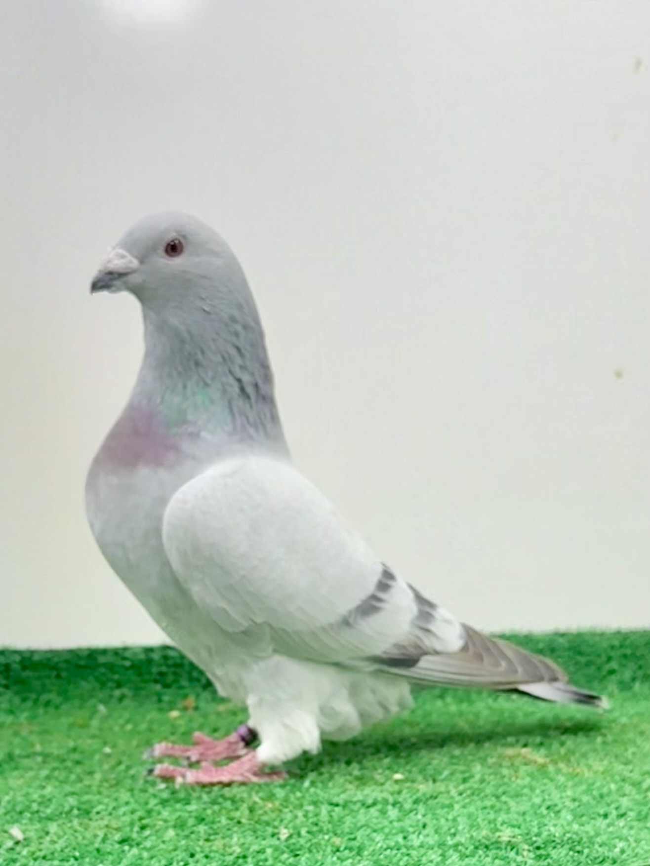 Nice breeding cock pure Len 