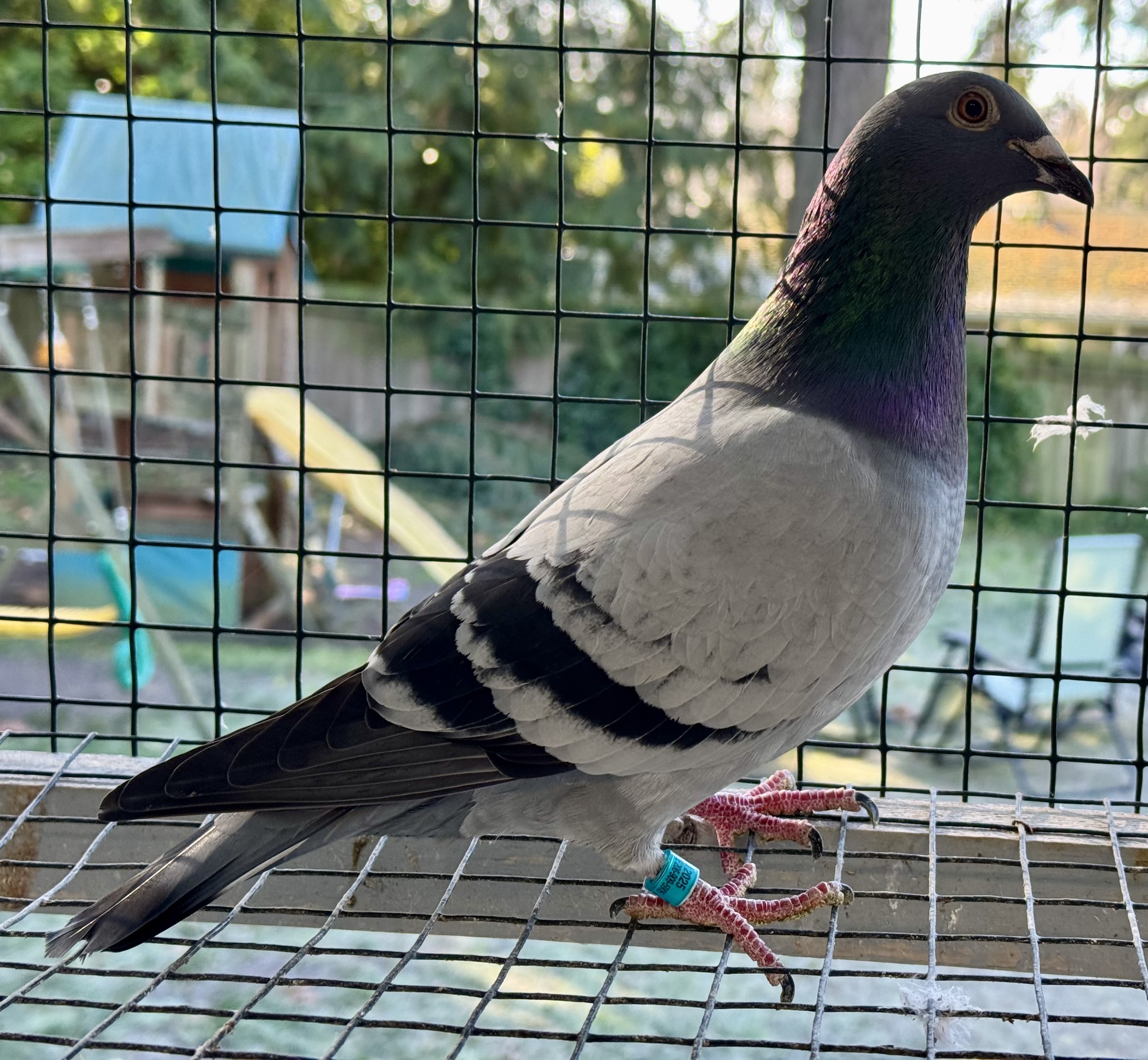 AU 2025 E&E 2553 bb c