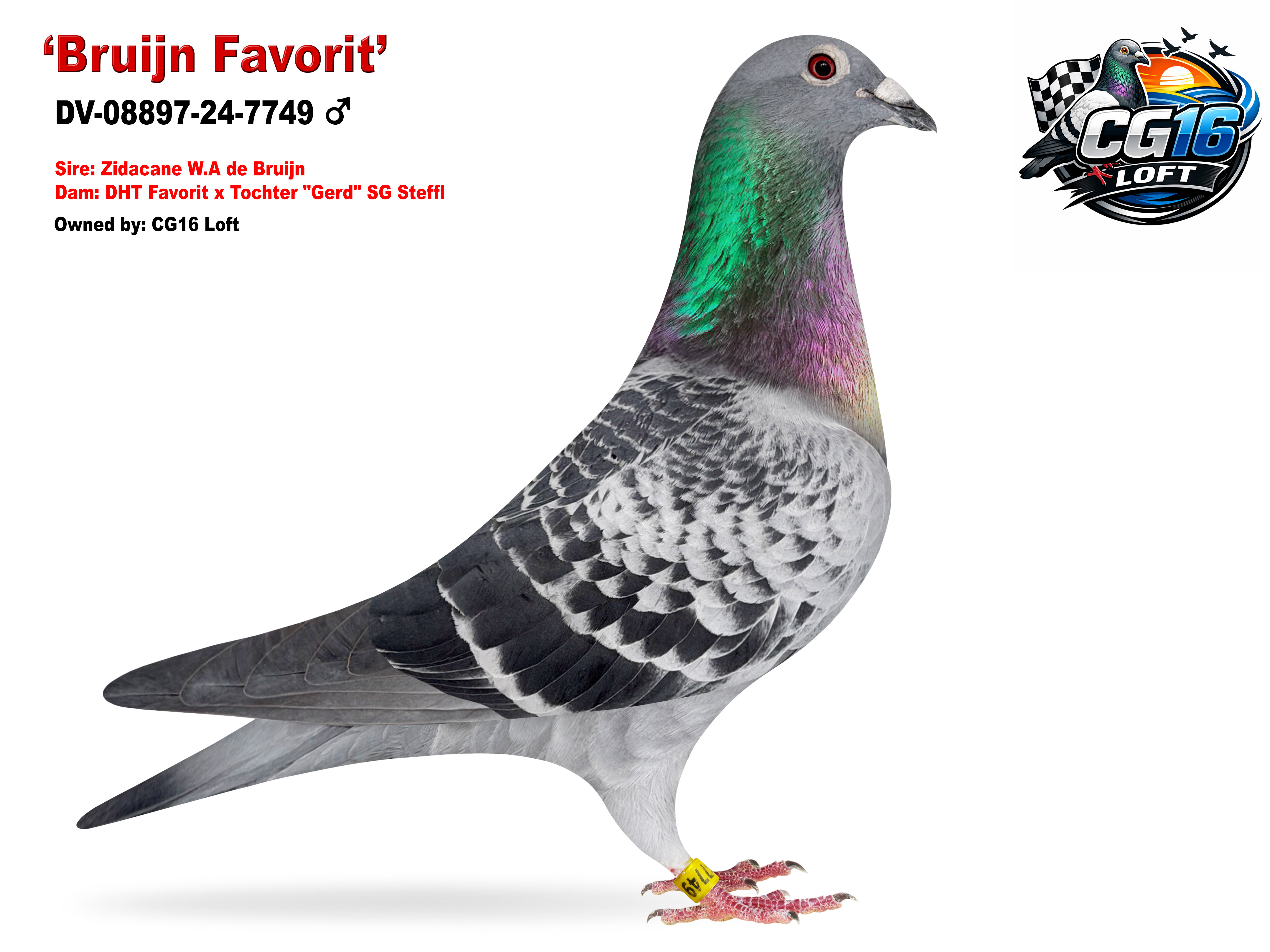SG Steffl Half Bruijn & Favorit