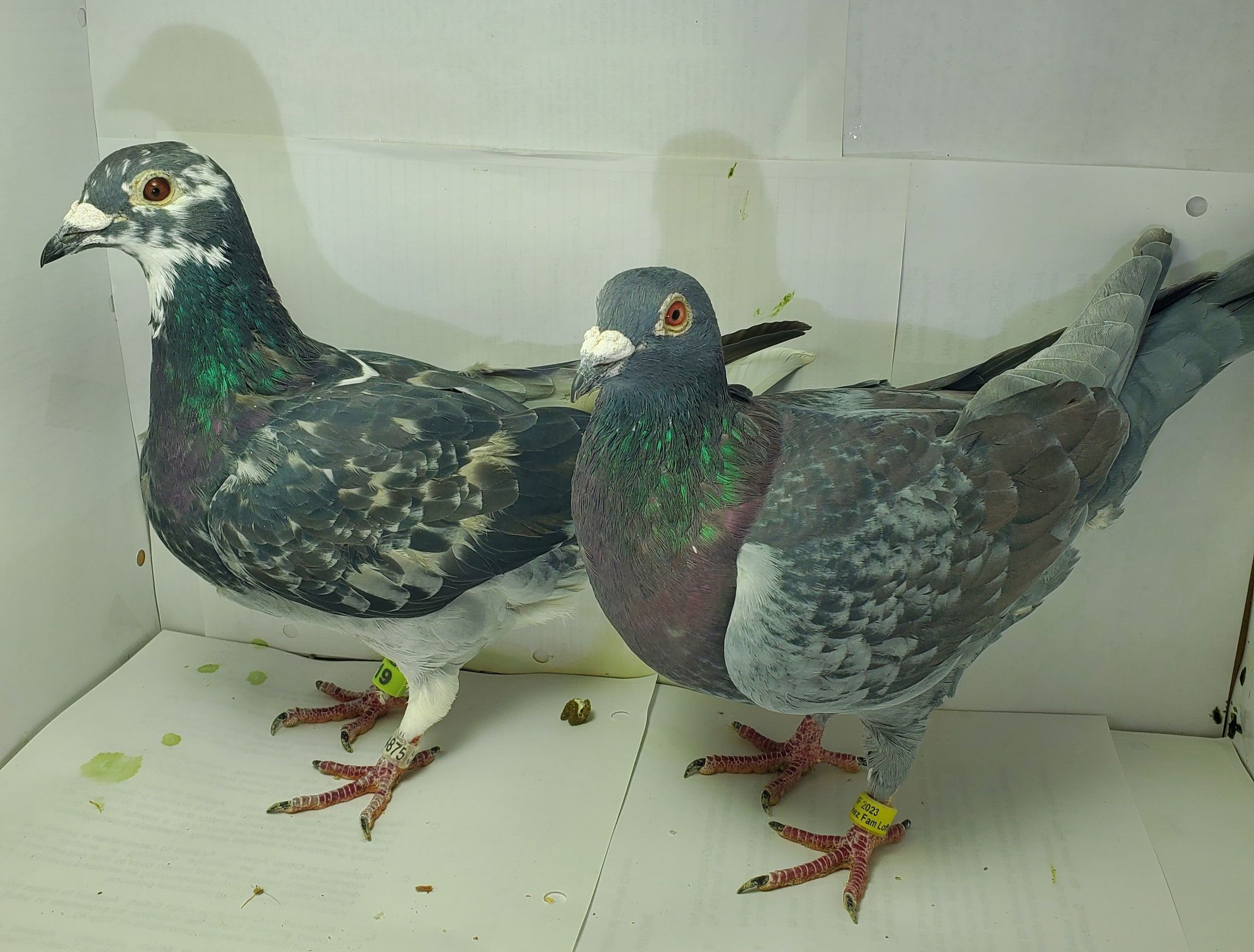 Huskyen-Van Riel Pair