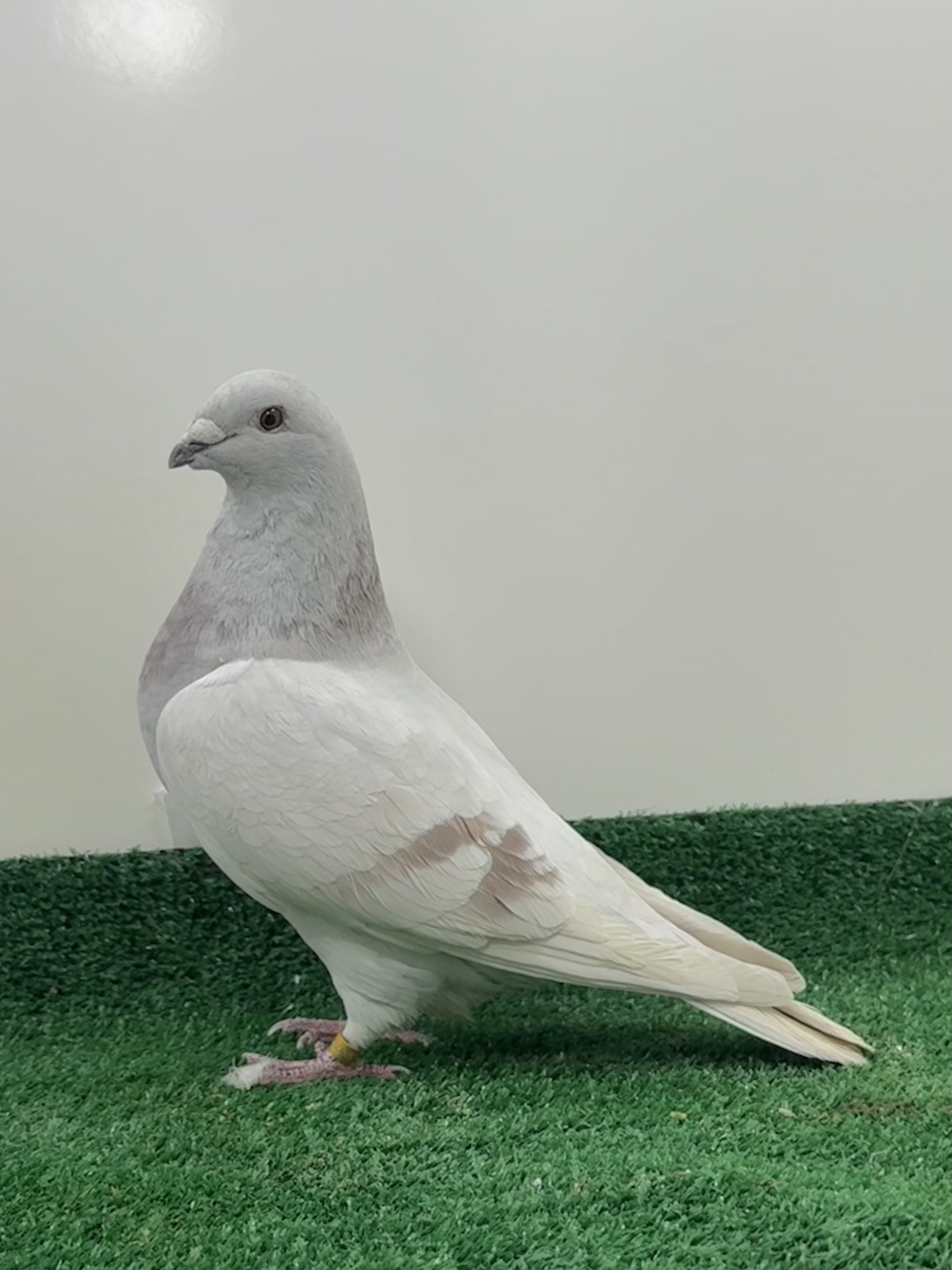 Very nice breeder hen good lines nice body head and neck