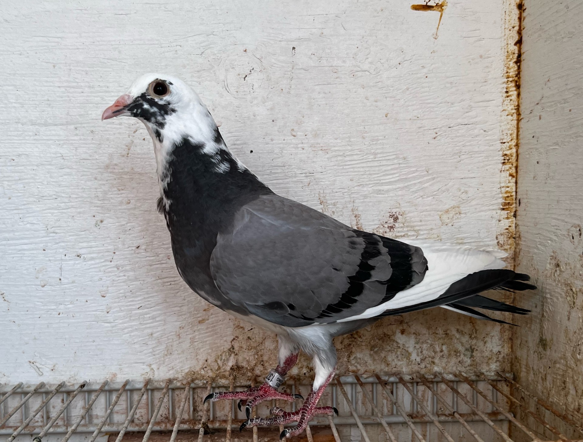 Linebred 1224 x Inbred Woverine Hen 567 & 566