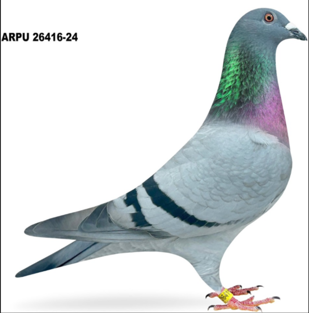 ARPU 26416-24 