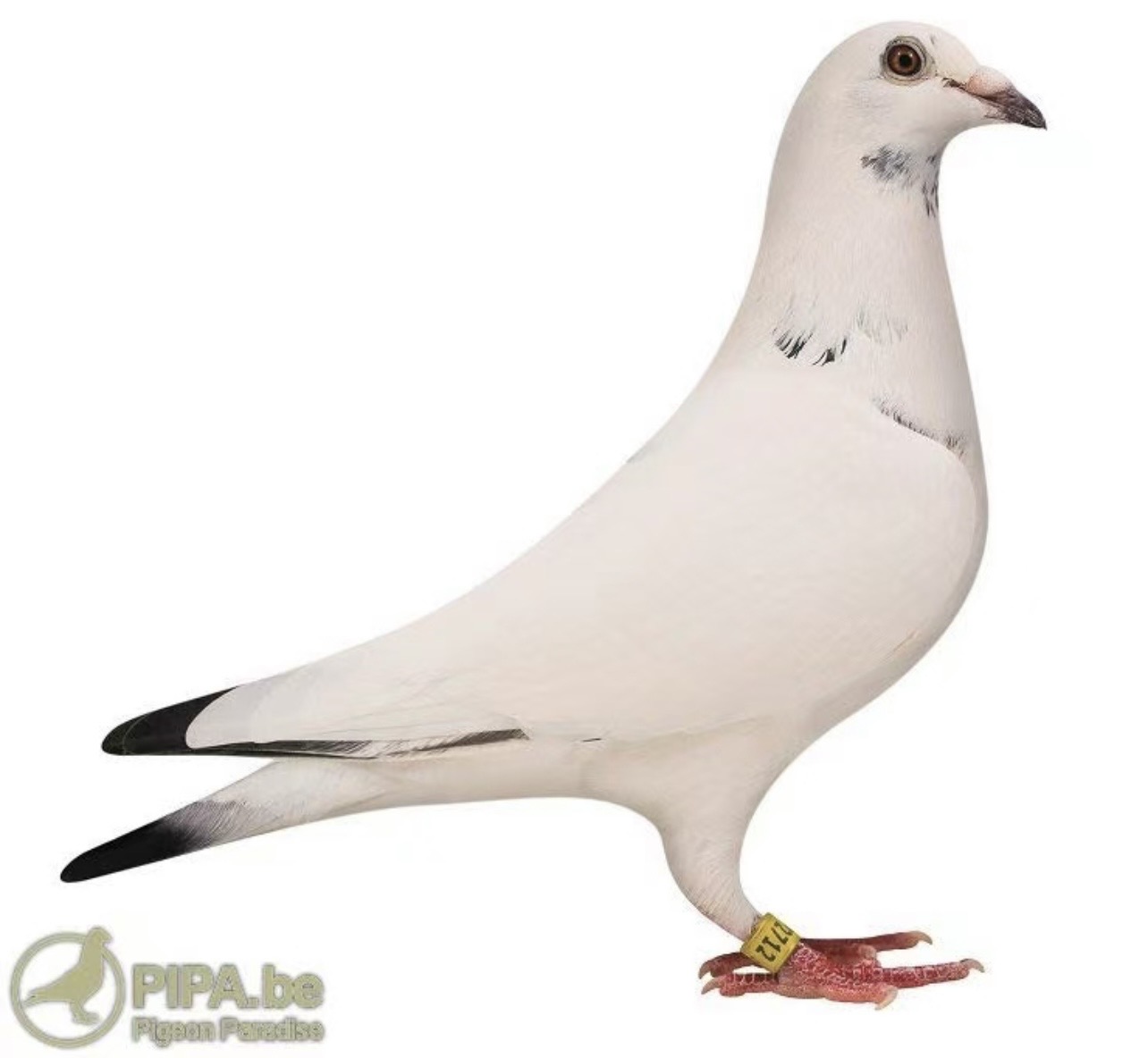 MONA LISA/ NATURAL
Ludo Claessens