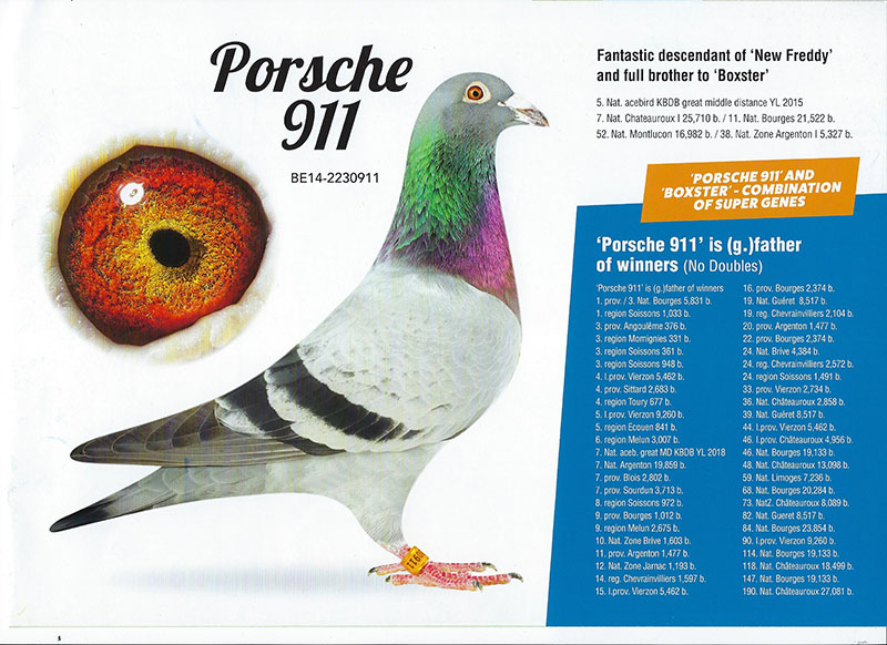 iPigeon.com - Racing Pigeon Auction