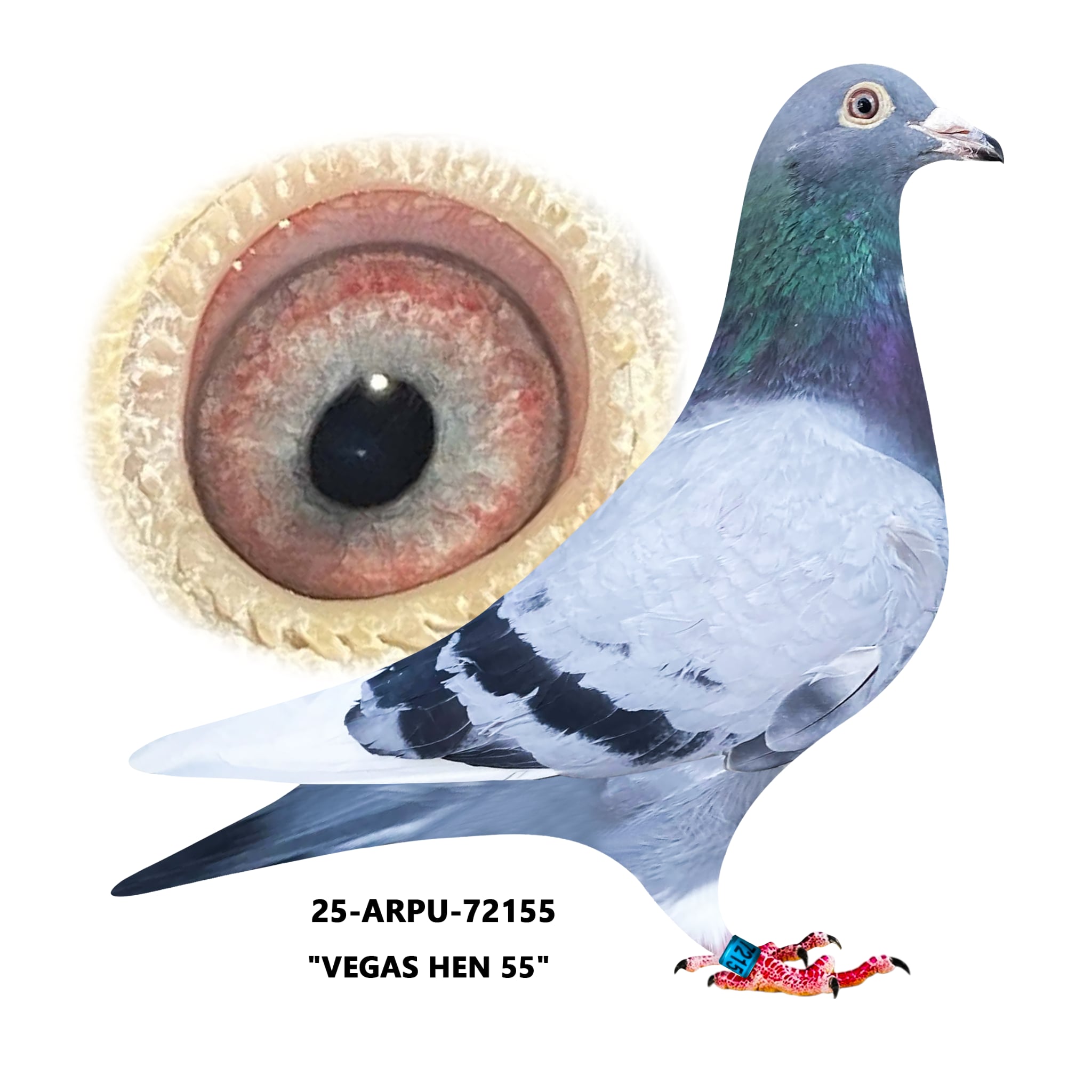 25-ARPU-72155 BBWF Hen.