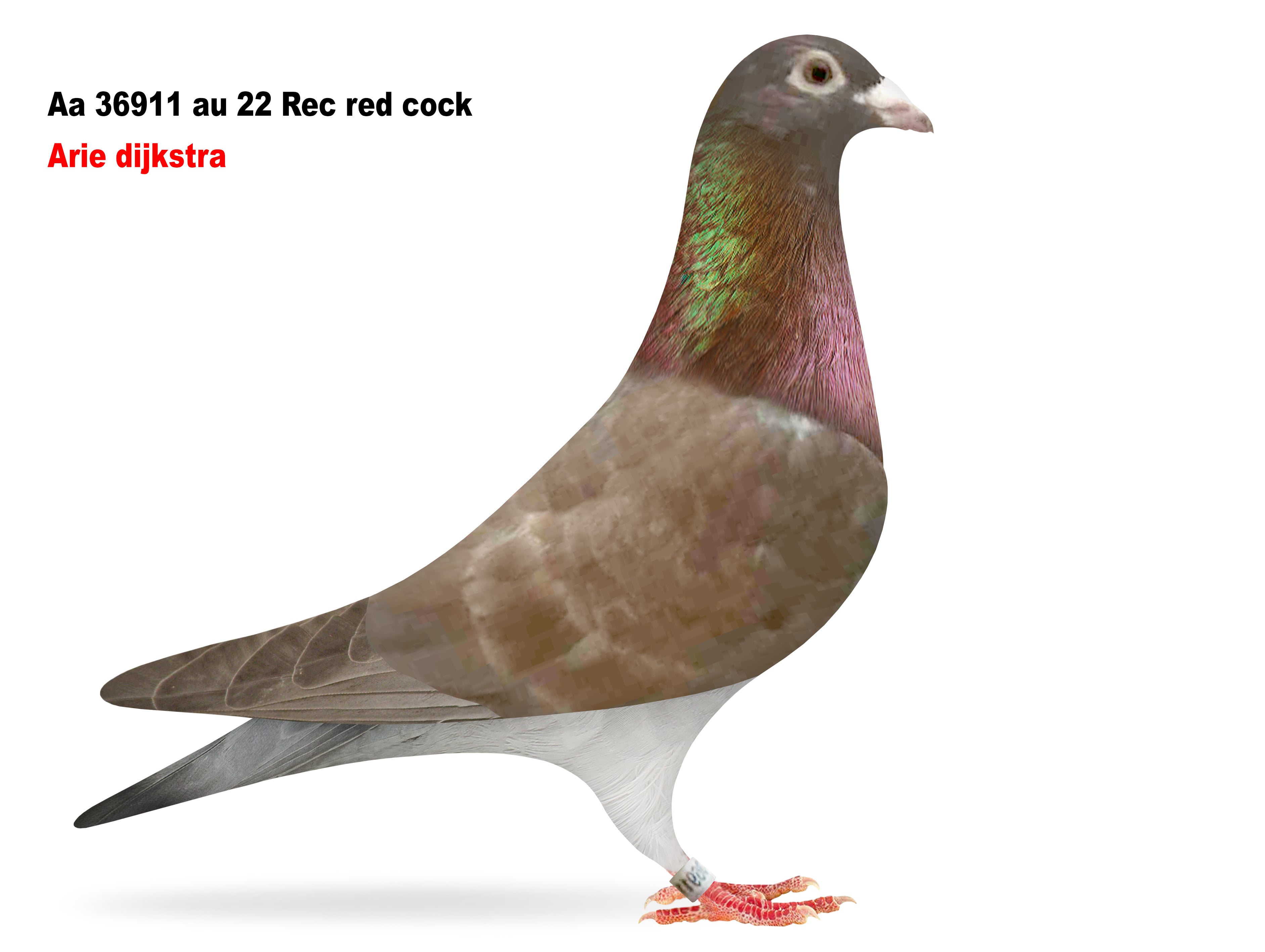 Recessive red cock