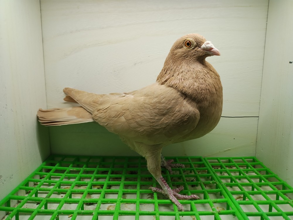Recessive yellow Meuleman hen 
