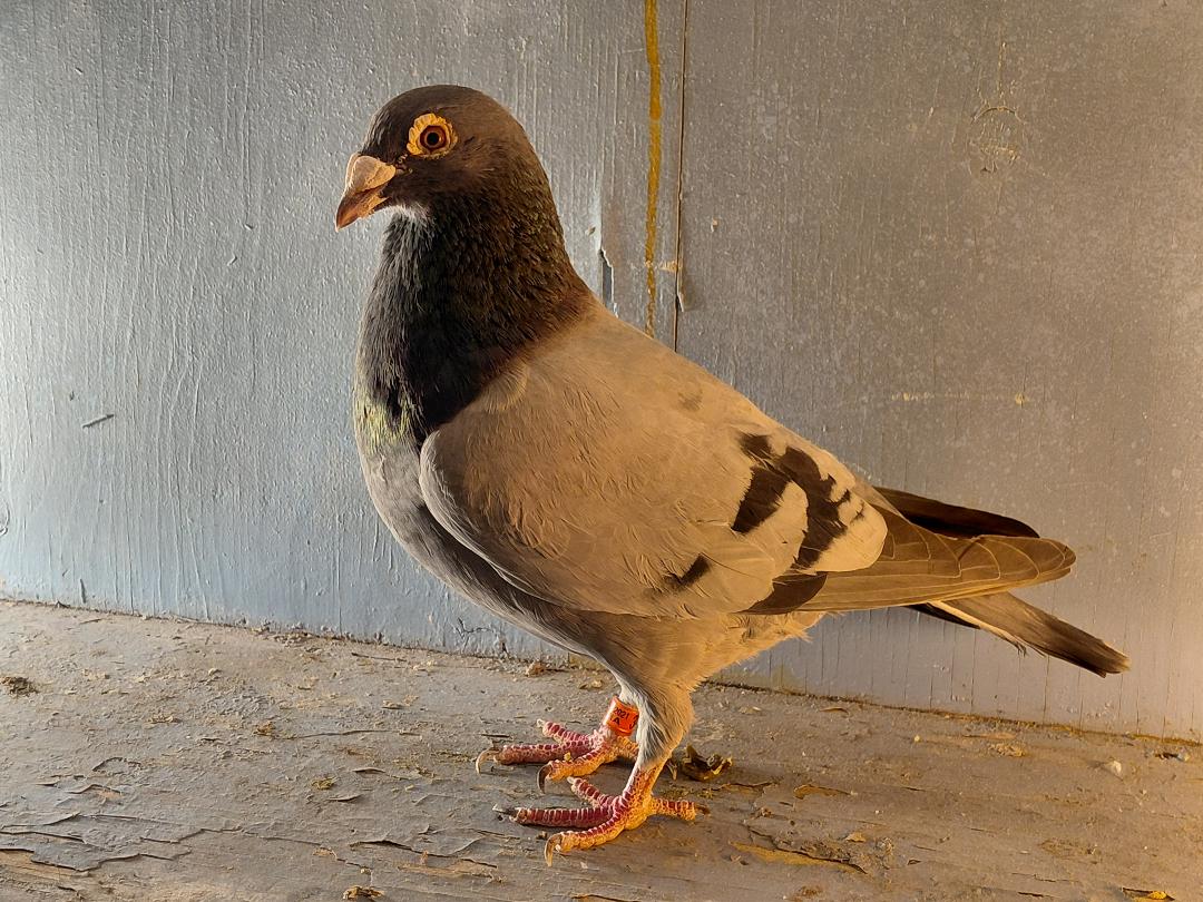 3492SHA21 NANEZ BB COCK