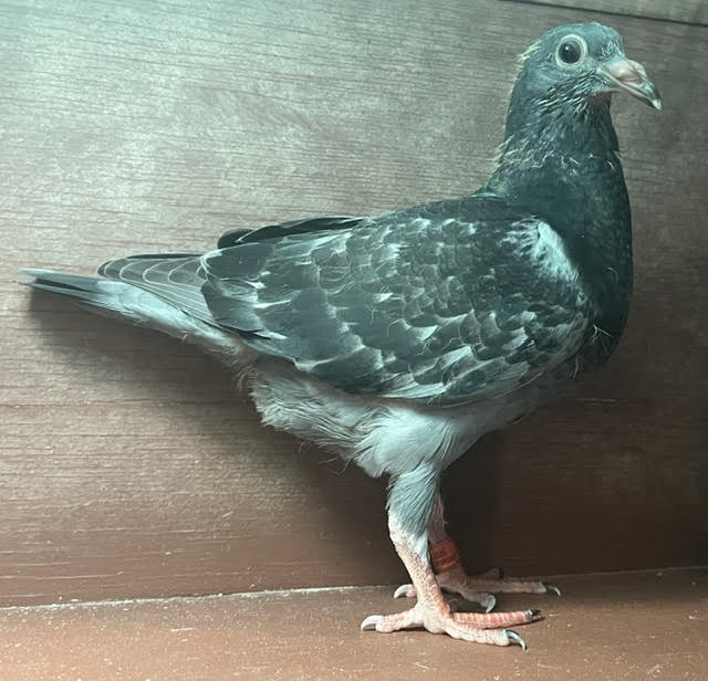 LATE HATCH SQUEAKER 