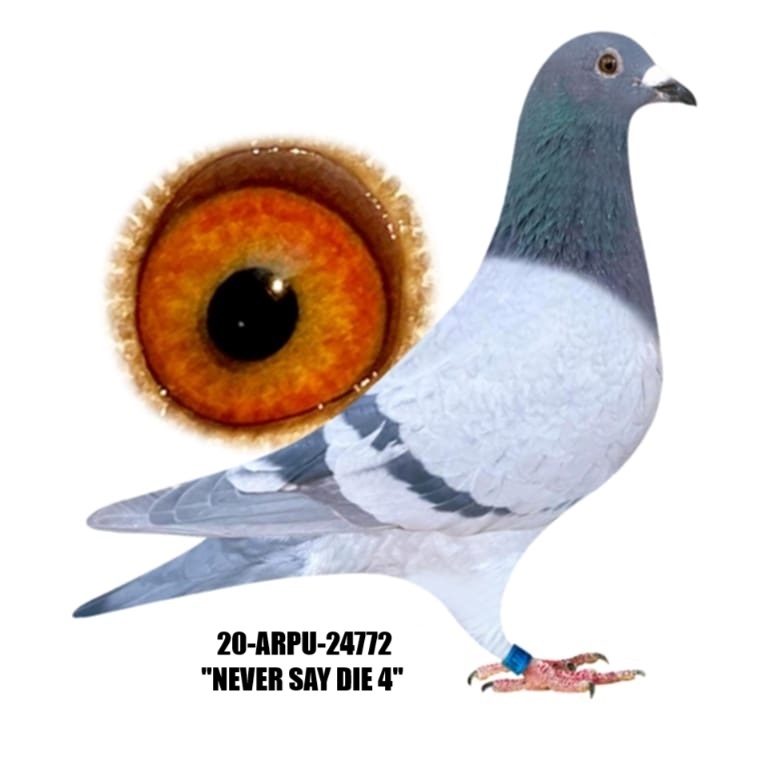 20-ARPU-24774 Blue Bar Cock.