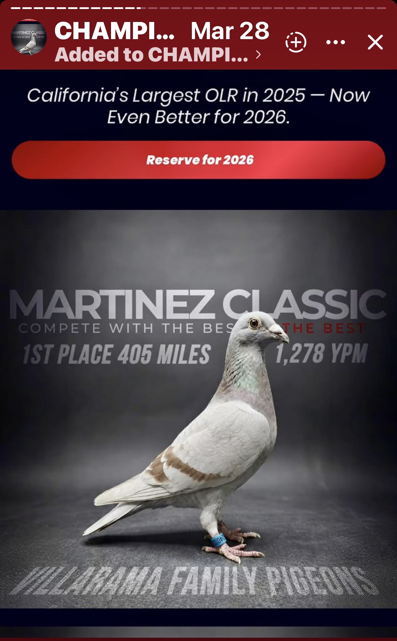 Full sibling 1st Champion Bird 400 Miles Martinez OLR