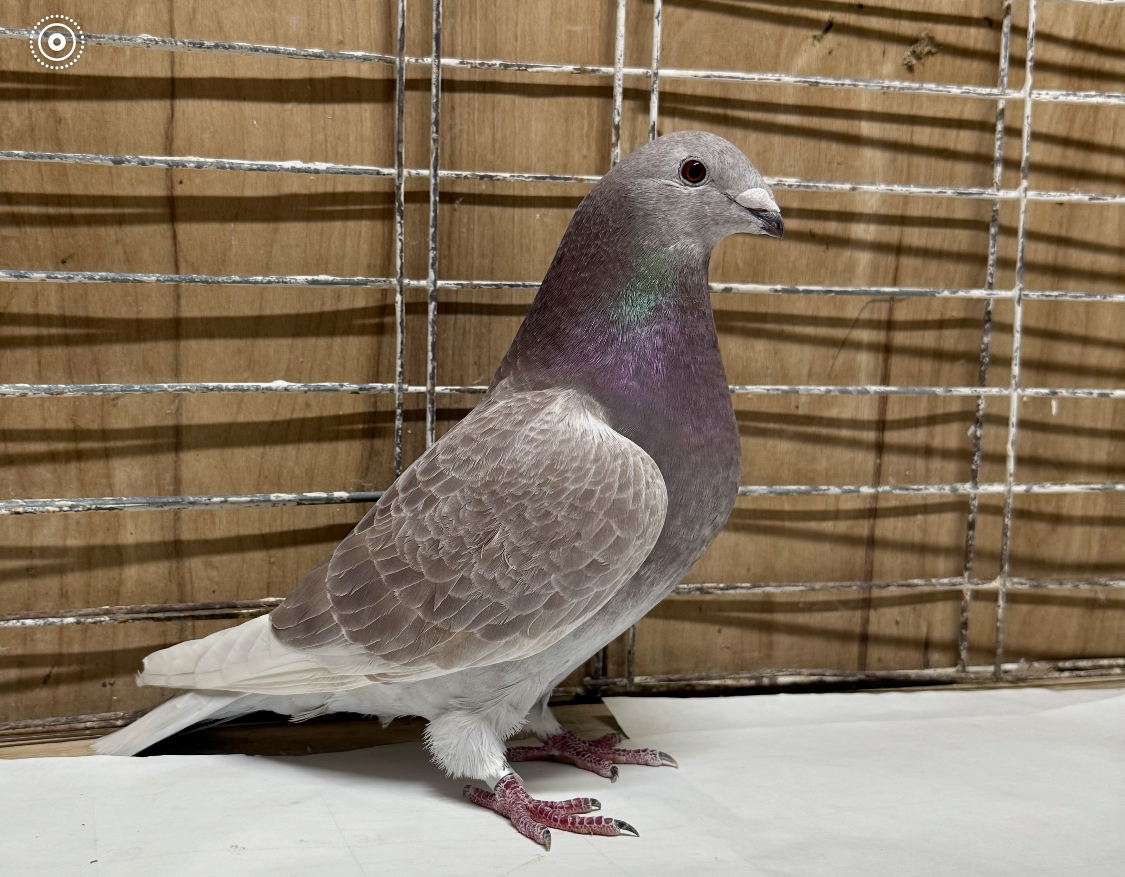 Super  Red check hen 