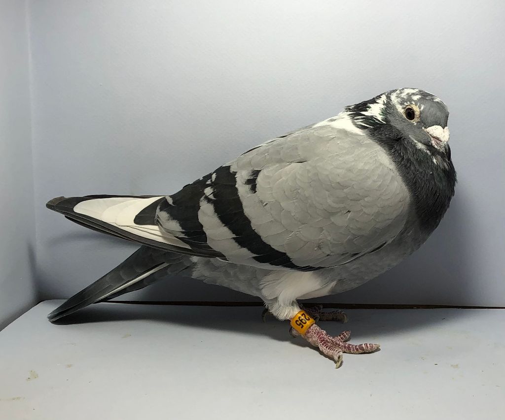 Preview Image 6