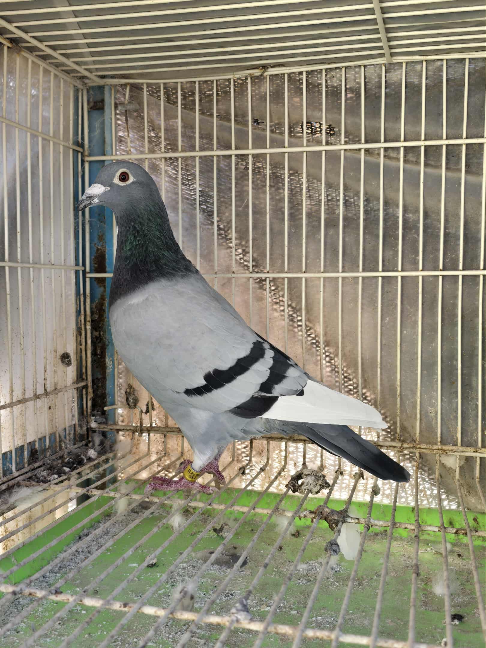 998 (2024 Cock) - Kittel x Olympic Rosita 