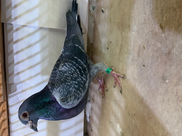 AU 18 IND 544 BC Cock