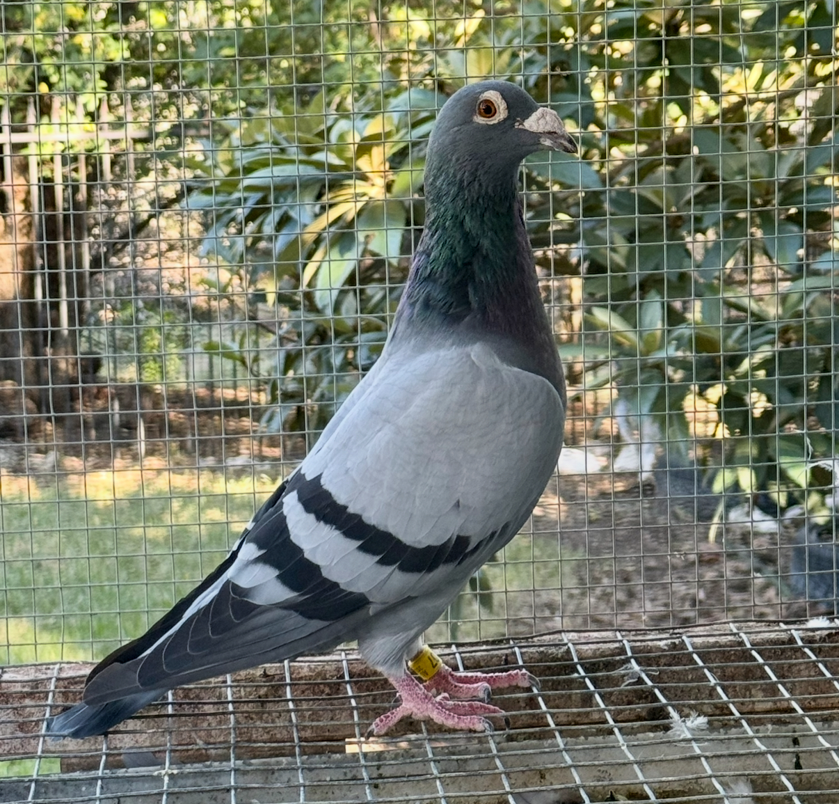 iPigeon.com - Racing Pigeon Auction