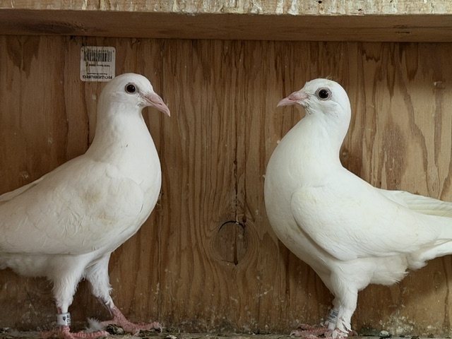 Preview Image 1