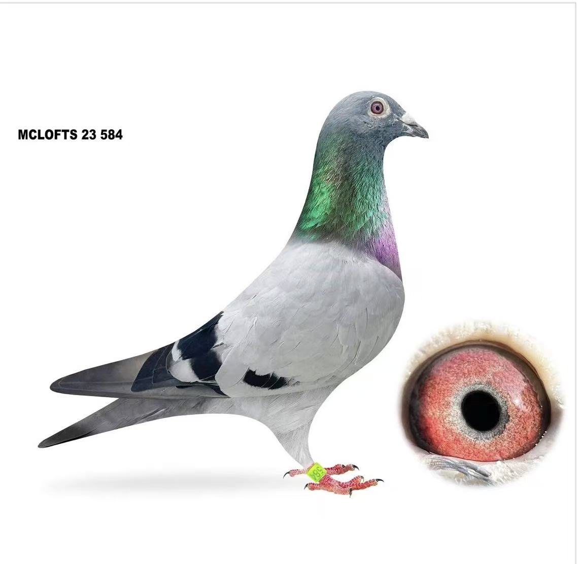 2023 AU MCLOFT 584 COCK