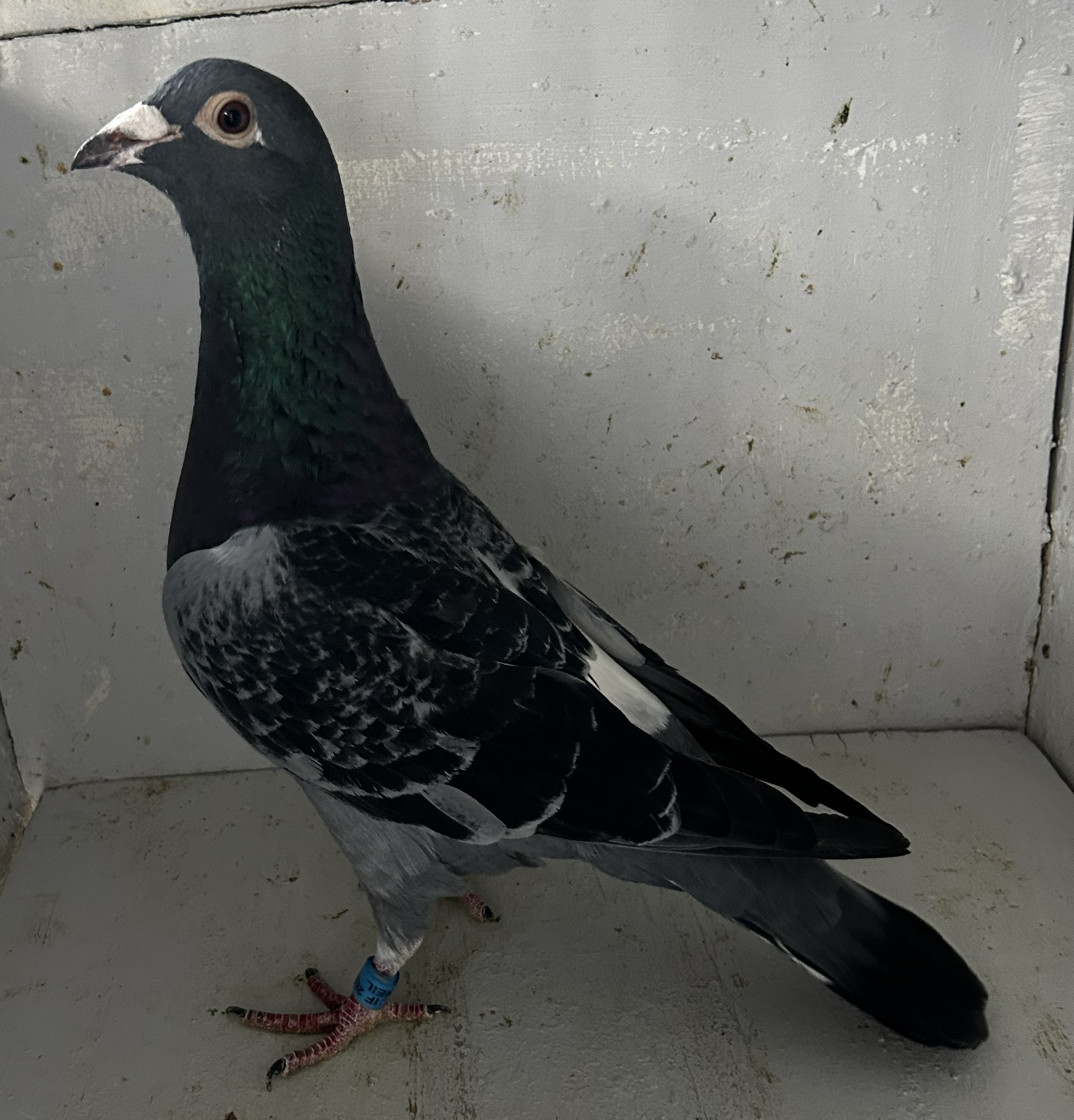 2025 NEIL 56175

Inbred 