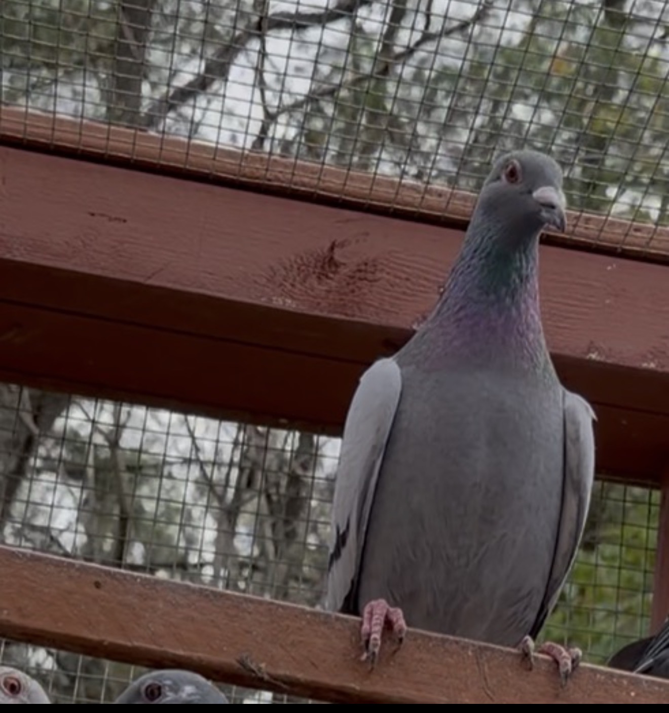 2025 hen Leo Hermans 