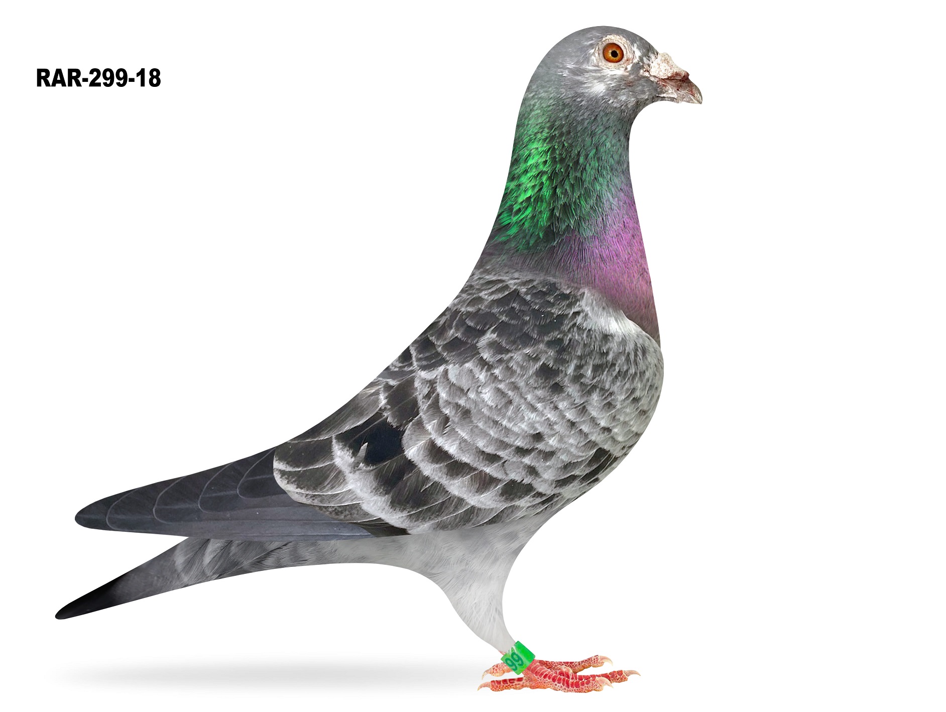 RAR-299-18 GRIZ COCK