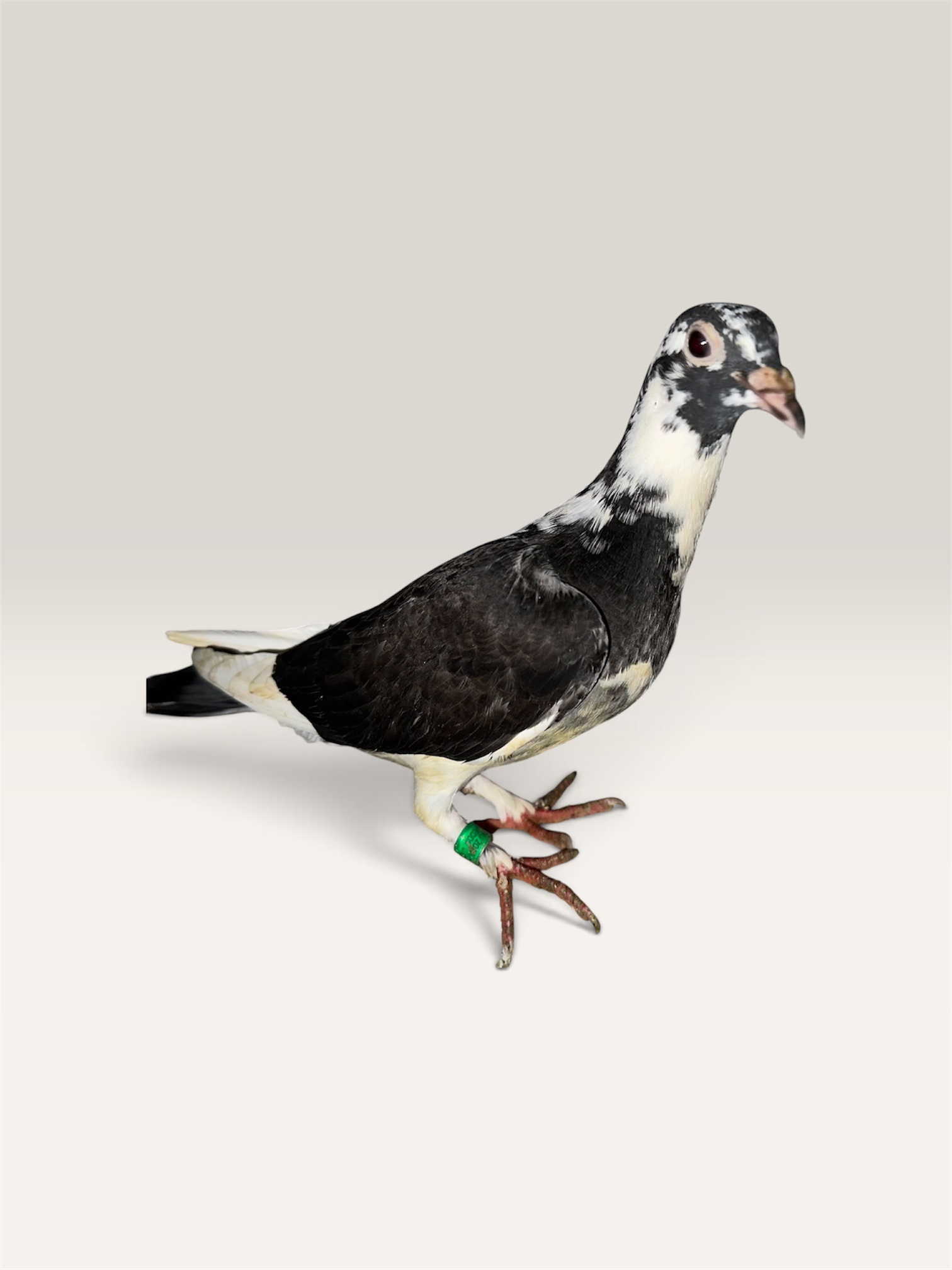Porsche 911/Nanez bird
