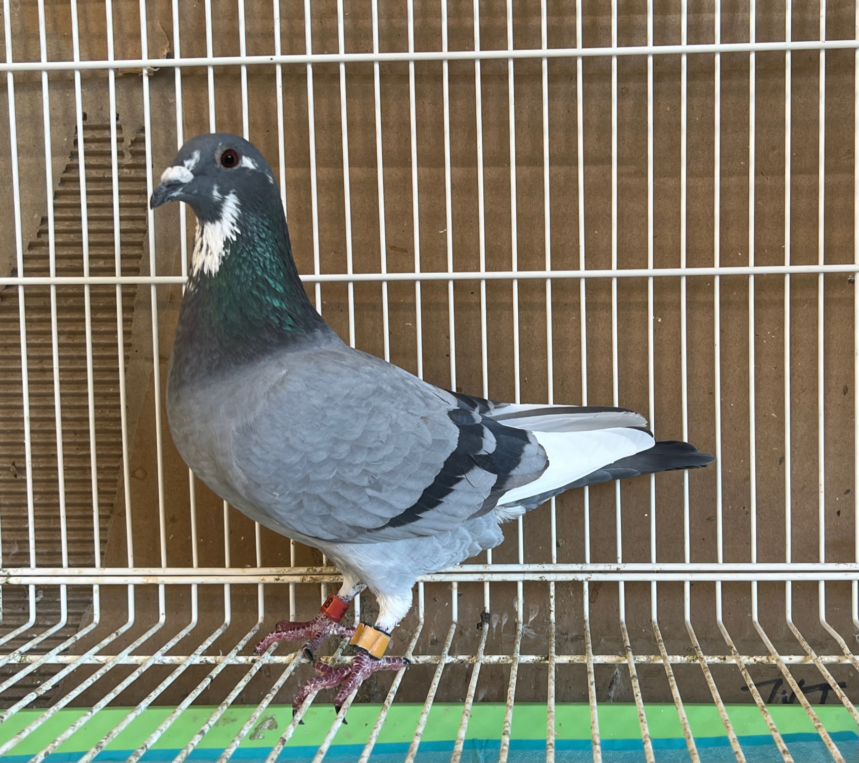 Preview Image 2