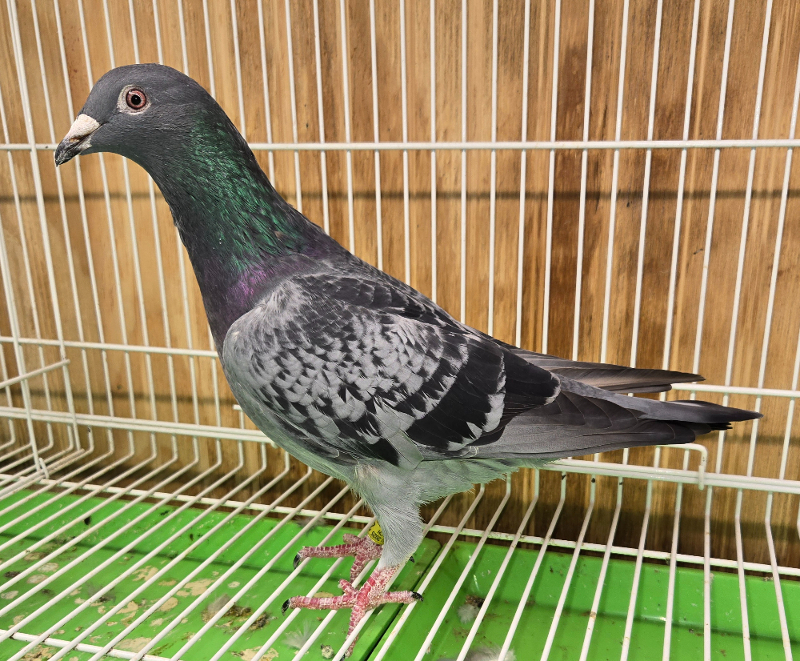 PEACH-25417-25 BC cock