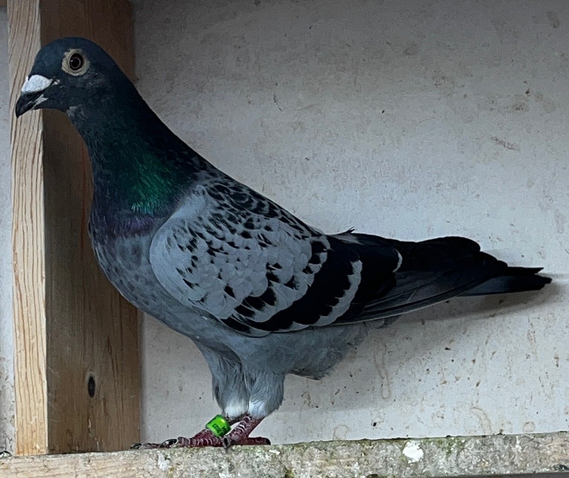AU-23-KWAN-2391 BLUE CHECKER COCK