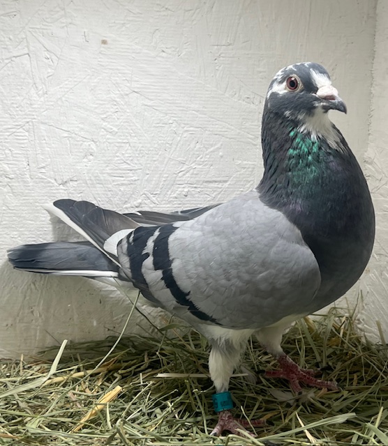 25-CDR-5970 SltPW Hen