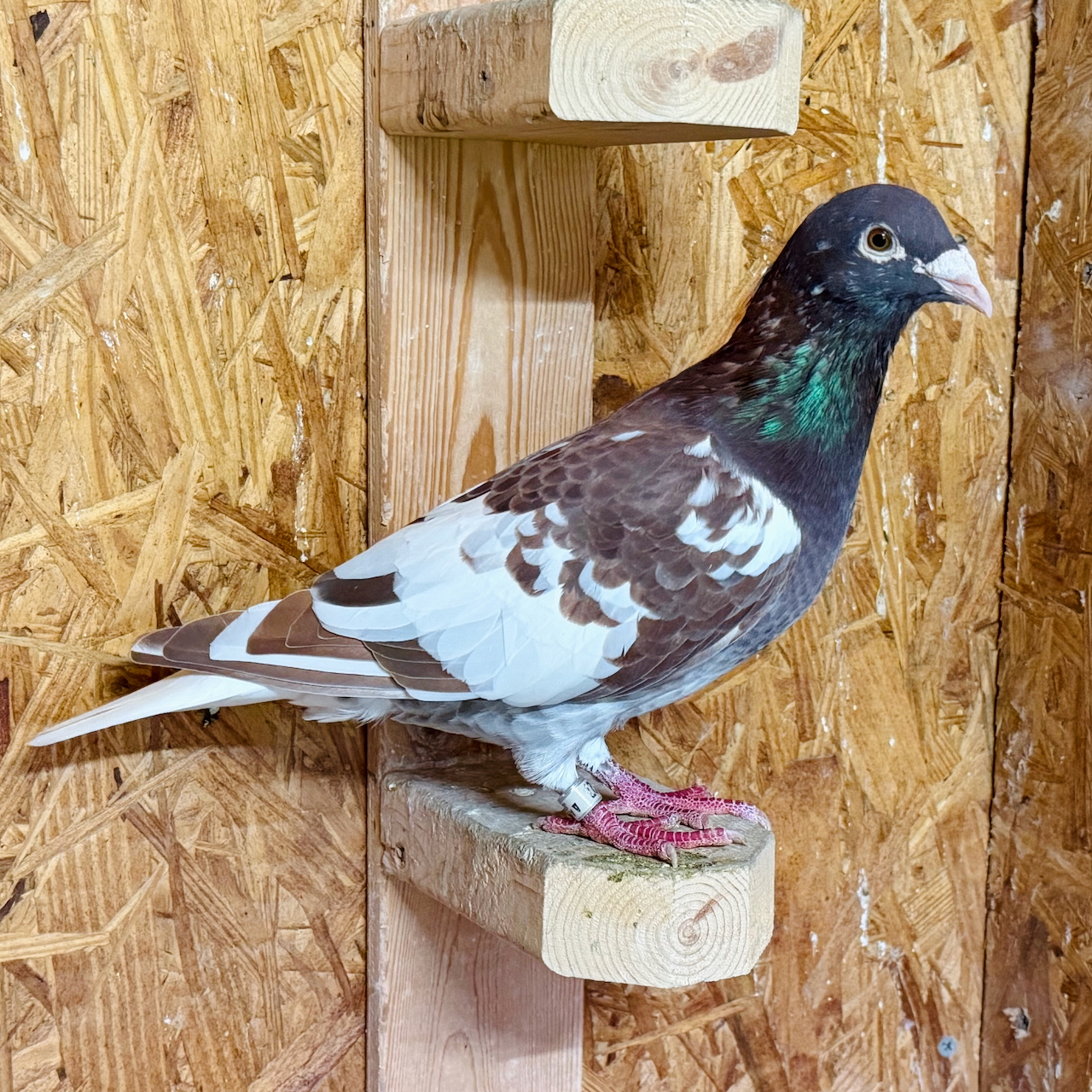 AU 25 JEDDS 1827 Rec Red Cock "Red Bull"