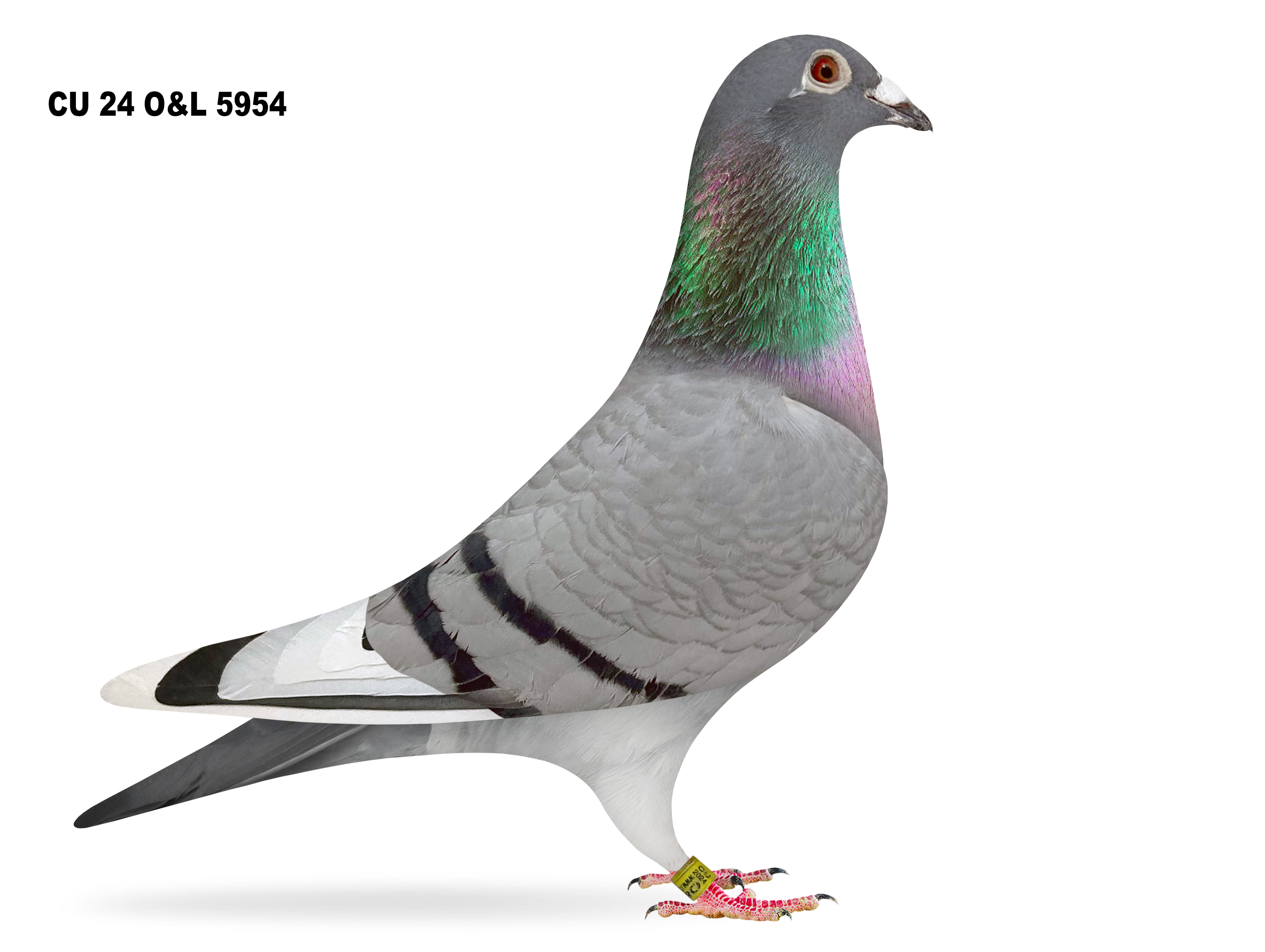 Lot 23 –  CU 24 O&L 5954 BB Hen