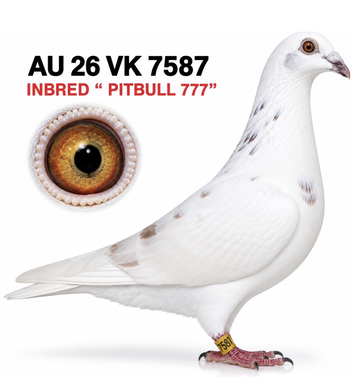 INBRED “PITBULL 777”