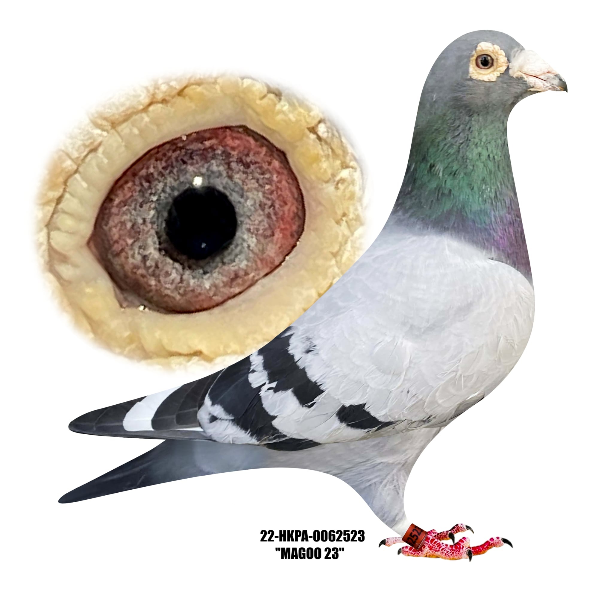 22-HKPA-0062523 Blue Bar WF Cock.