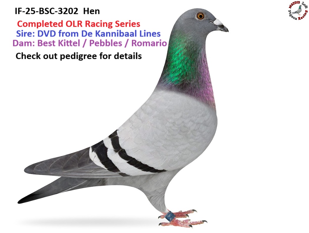 De Kannibaal Lines x Best Kittel / Pebbles / Romario