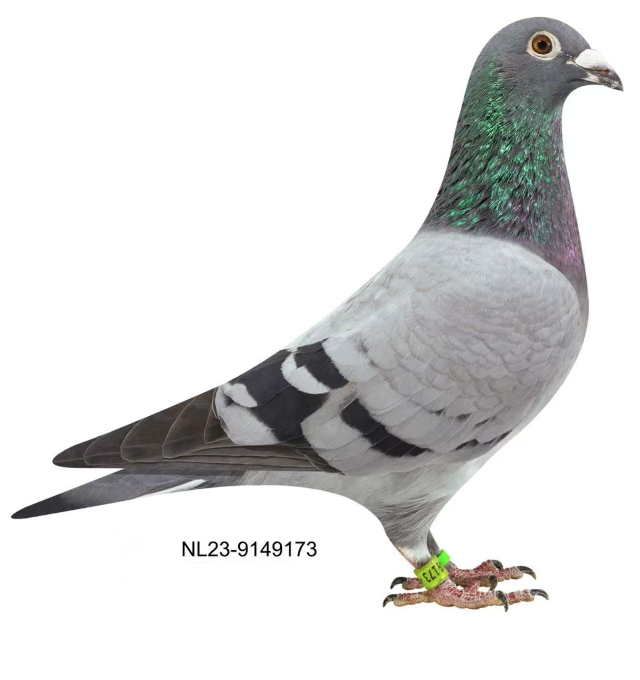 "MISS VAN LOON 173" NL2023-9149173  BLUE HEN