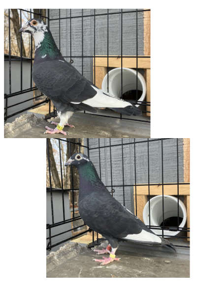 Long Distance Pair #2